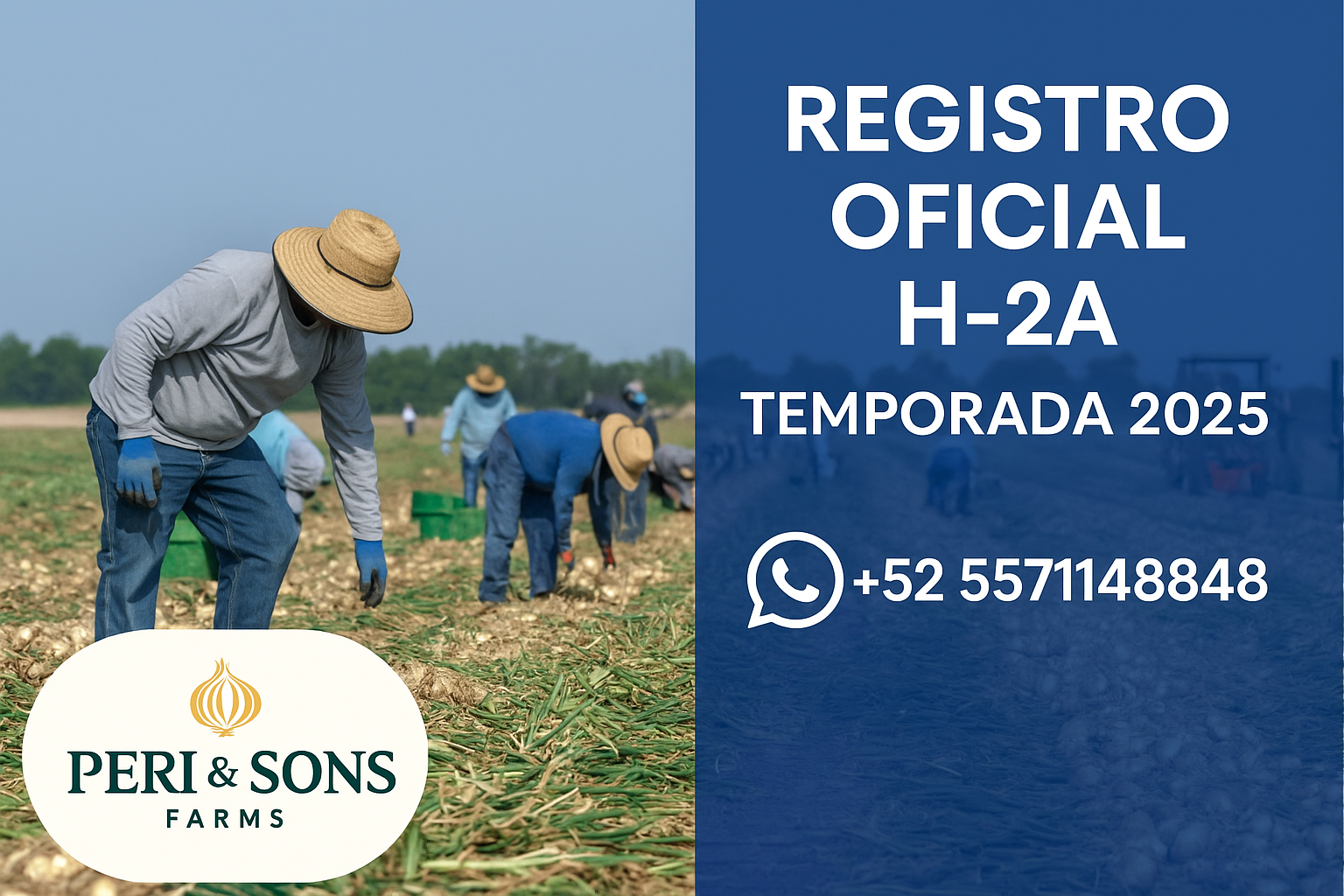 🚜 ¡Bienvenidos al registro oficial de Peri & Sons Farms! 🌱 Nos complace anunciar que ya está abierto el registro oficial para trabajar en Estados Unidos con visa H-2A durante la temporada 2025.